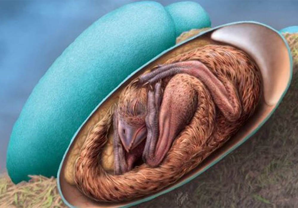 Impeccably preserved dinosaur fetus discovered in China