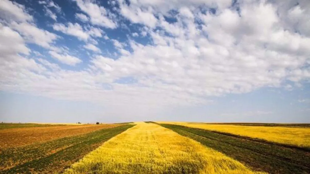 Iran boosts wheat stocks with local buys