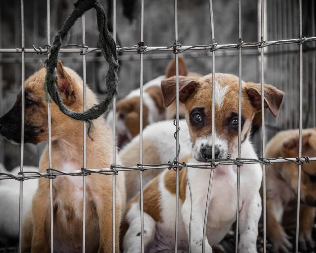 Animal cruelty witnessed at Bird market College Road Rawalpindi