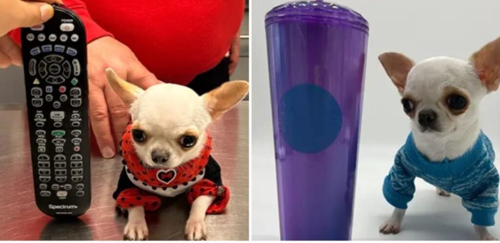 Meet ’Pearl’, World's Shortest Dog