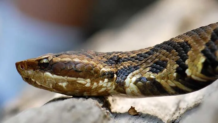 Child dies of snake bite, Mother walks for 6 Km due to lack of road