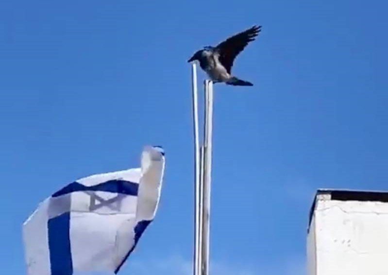 Watch: Crow throwing Israeli flag down on top of a building in occupied Palestine
