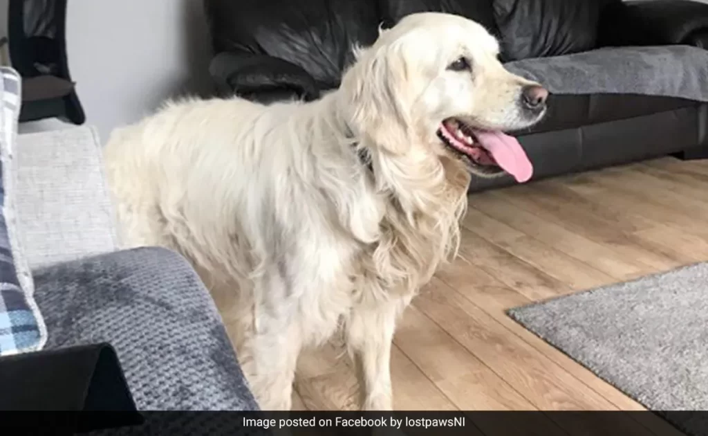 Golden Retriever walks 64km in 27 days to get back to its owners