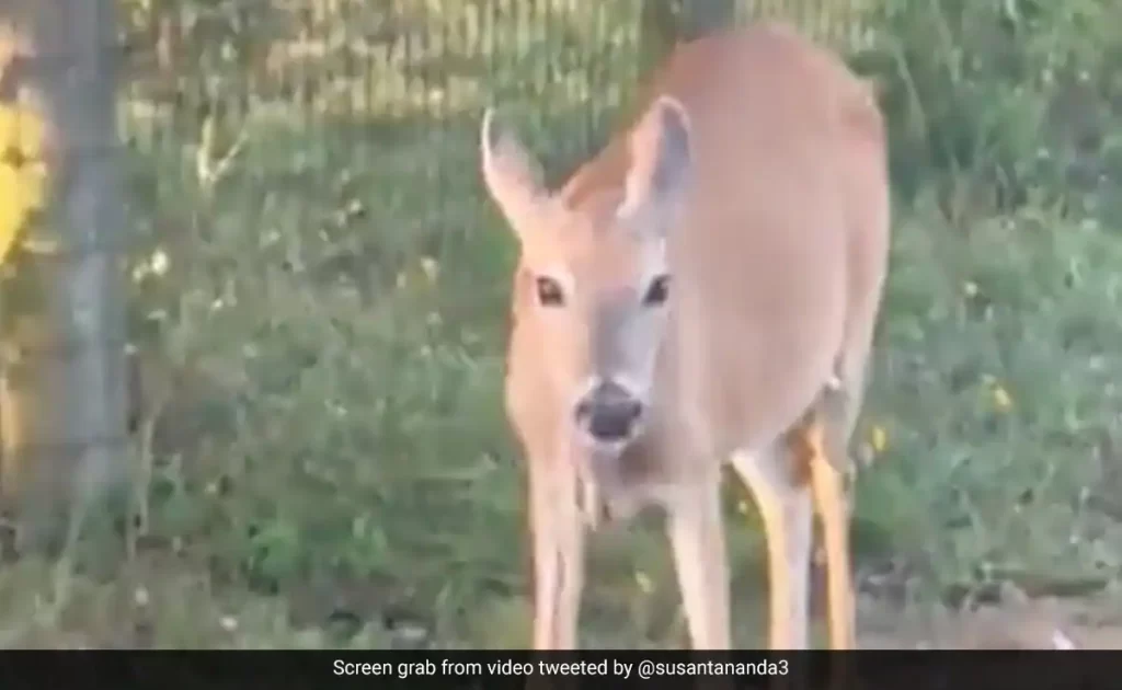 Video shows Deer eating a Snake