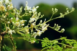 Moringa Oleifera: The miracle tree with endless benefits from food to medicine to water purification