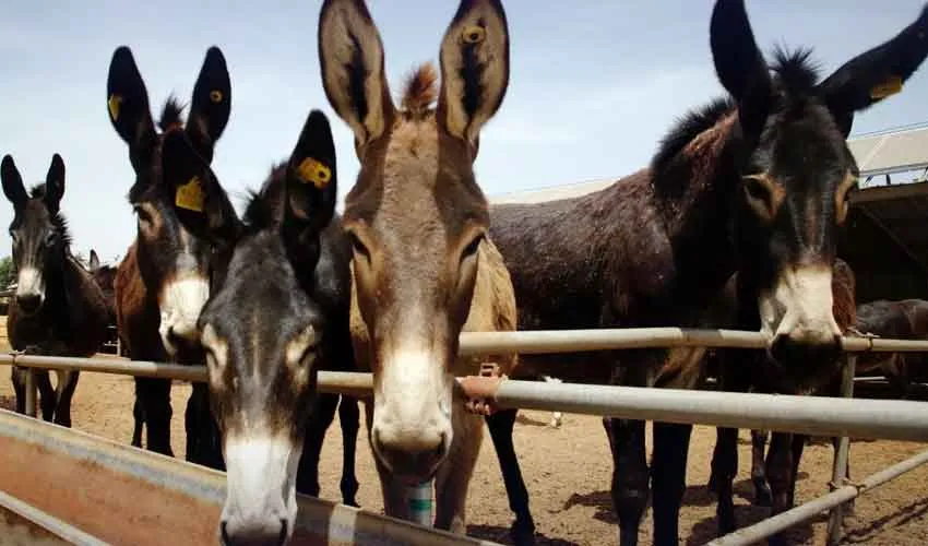 How to know if you’re eating donkey meat in Pakistan